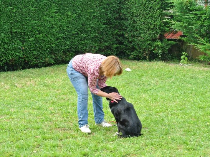 Forfait d'Education Comportemental pour chien dans la Gironde Biganos, Pessac
