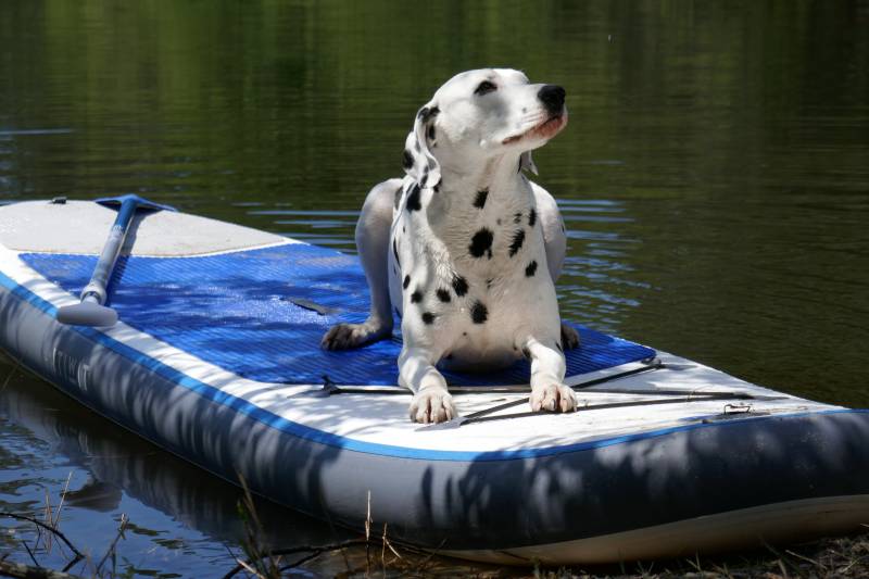 faire du paddle avec son chien sur le bassin 