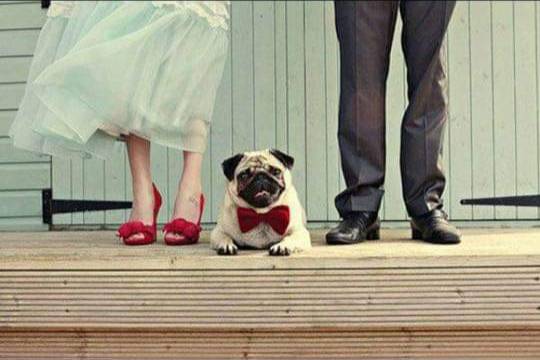 avoir son chien le jour de son mariage   