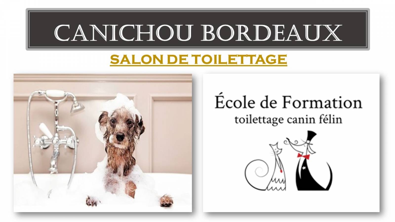 toilettage saint augustin