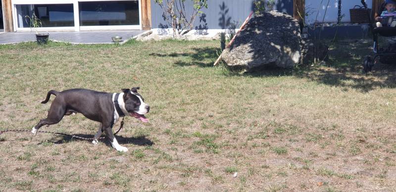 test d'aptitude pour chien de categorie 1 et 2